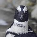 2-Penguin